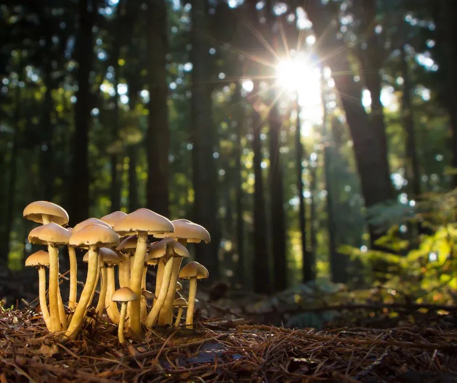 Exploring the Health Benefits of Psilocybin: A Look into Recent Studies