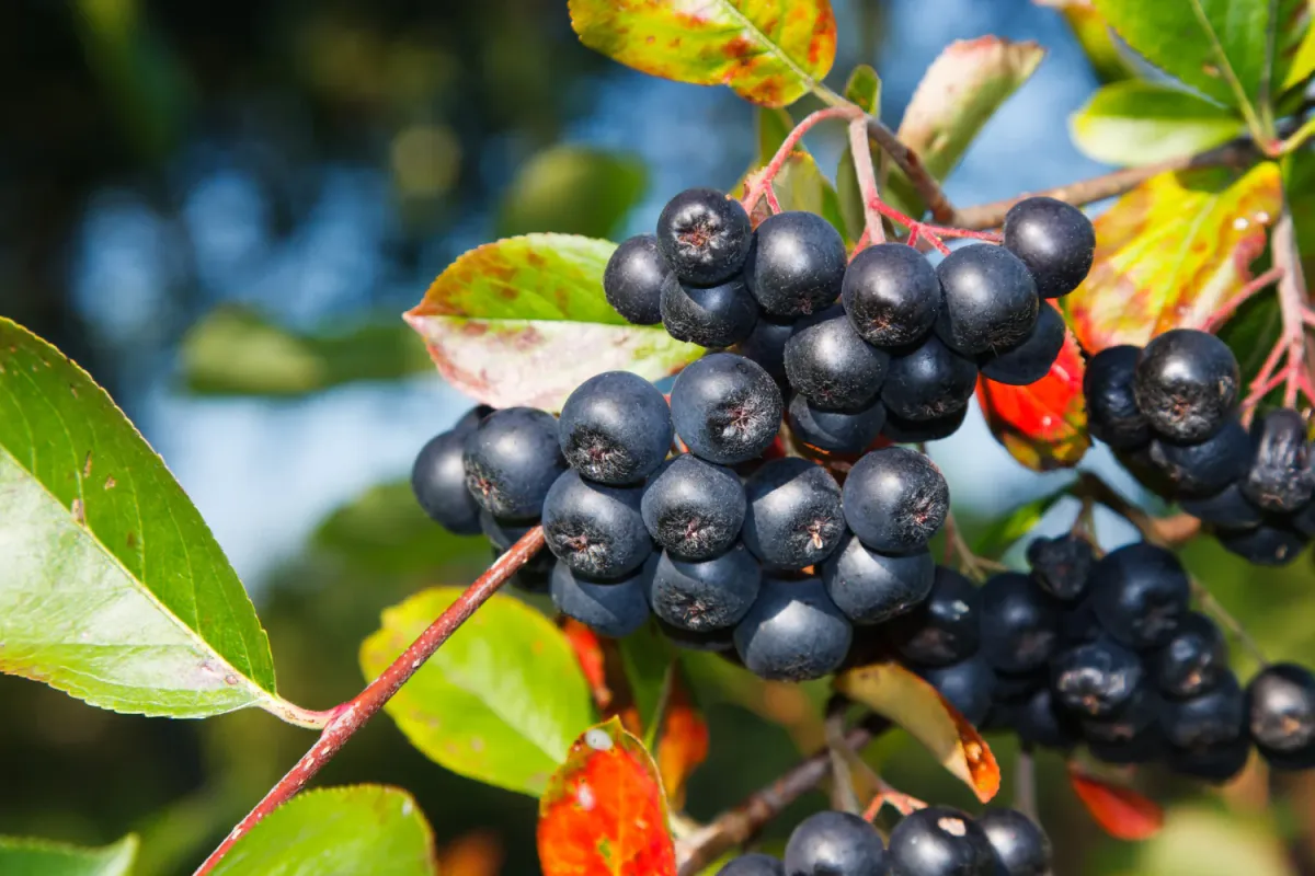 "A Superfruit for a Super Life: Harnessing the Power of Aronia Berry"